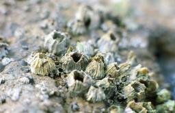 Marine benthos (Encyclopedia) To a group of organisms called attached benthos